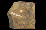 Paleocene Fossil Flower Stamen (Palaeocarpinus) - North Dakota #97943-1